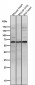 Anti-Phospho-AKT1 (S129) Rabbit Monoclonal Antibody
